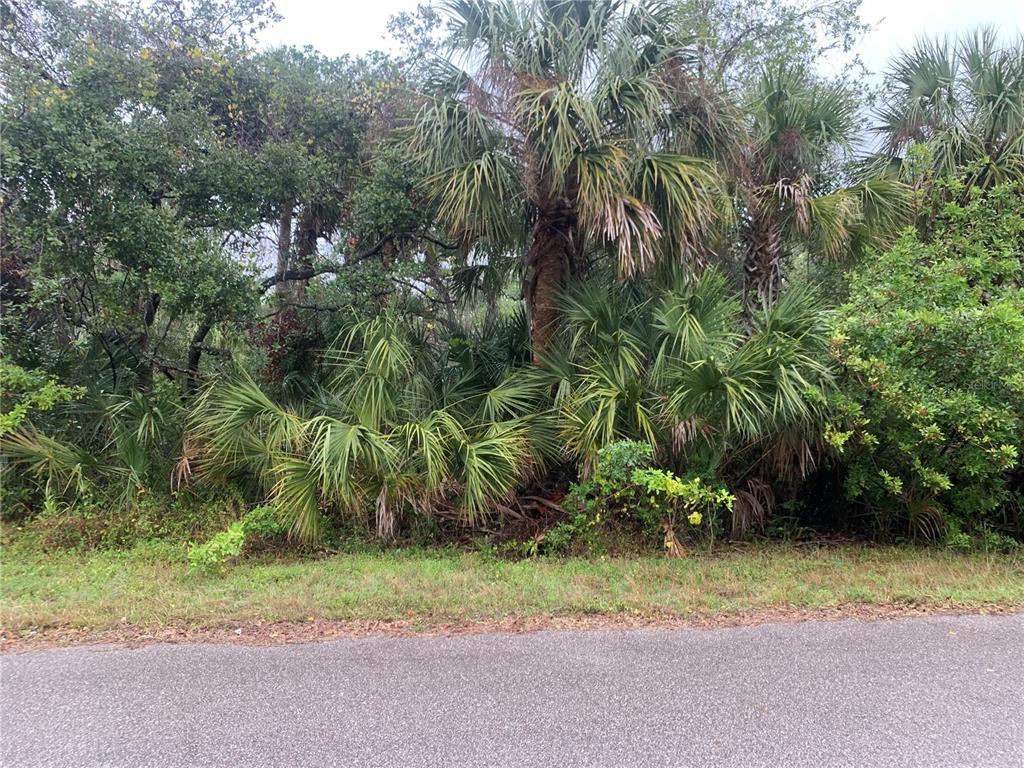 A view of a densely wooded lot with palm trees bordering an asphalt road — 14452 MOLLA AVENUE, PORT CHARLOTTE, FL