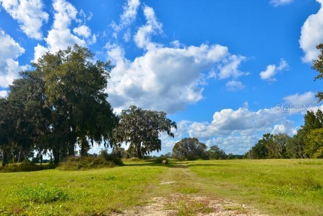 A dirt path leads through a grassy field toward large oak trees under a cloudy sky — 11750 SE 22ND AVE ROAD, OCALA, FL