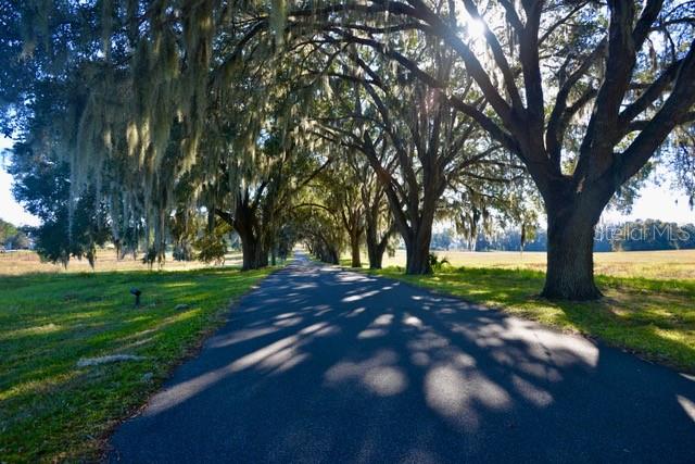 A paved road lined with large, moss-draped oak trees leads through a grassy field — 11750 SE 22ND AVE ROAD, OCALA, FL