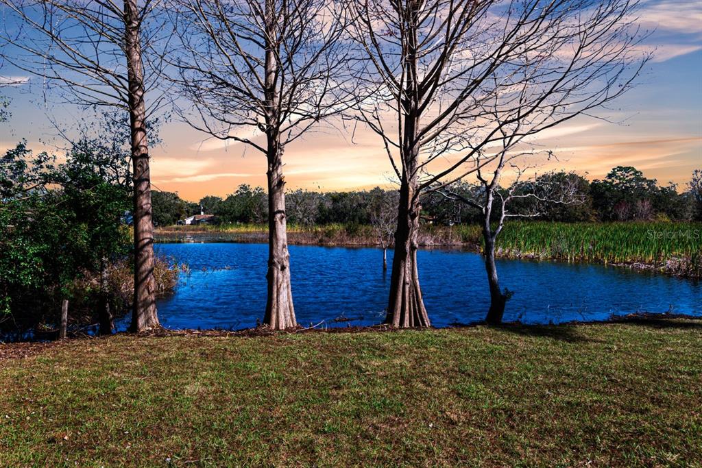 A grassy lawn overlooks a small pond framed by several tall, leafless trees at sunset — 11416 PINE FOREST DRIVE, NEW PORT RICHEY, FL