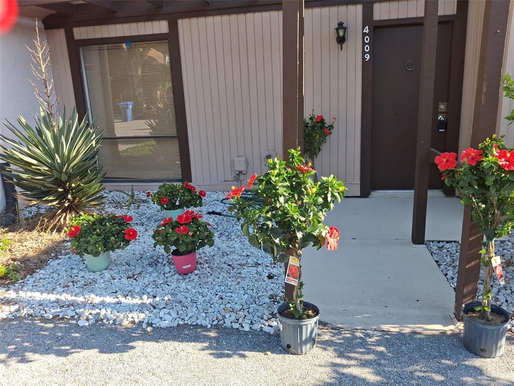 The exterior of a home features a brown door, vertical siding, and several potted hibiscus plants — 4009 MURIEL PLACE, TAMPA, FL