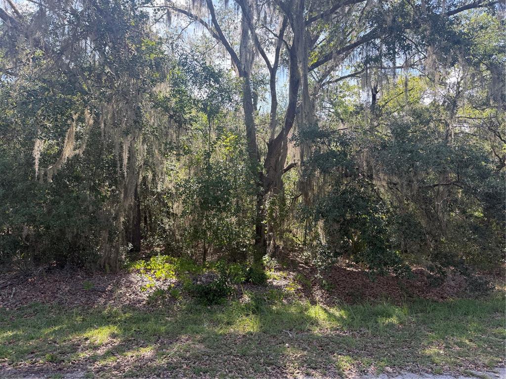 A wooded lot with dense trees and Spanish moss viewed from a grassy roadside — TBD MALAUKA PASS TRAIL, OCKLAWAHA, FL