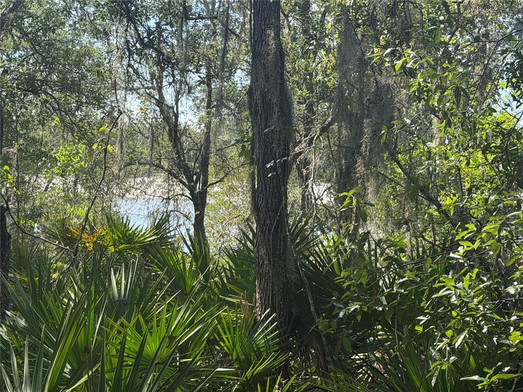 A view of a body of water seen through trees and dense foliage — TBD MALAUKA PASS TRAIL, OCKLAWAHA, FL