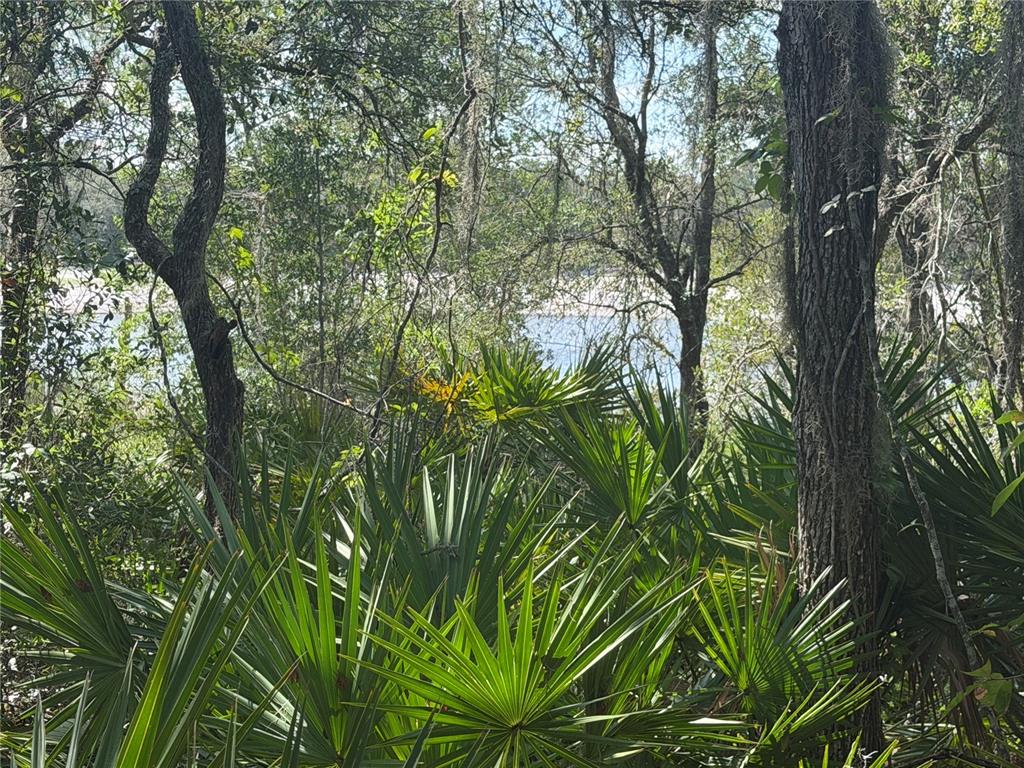 A view of a lake through dense trees and palmetto bushes in a wooded area — TBD MALAUKA PASS TRAIL, OCKLAWAHA, FL