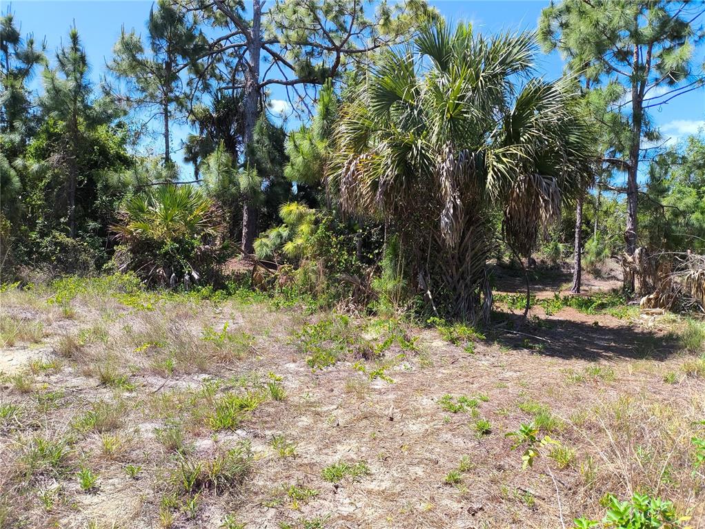 A vacant, sandy lot features a large palm tree and surrounding pine trees under blue skies — 12289 CLARENDON AVENUE, PORT CHARLOTTE, FL