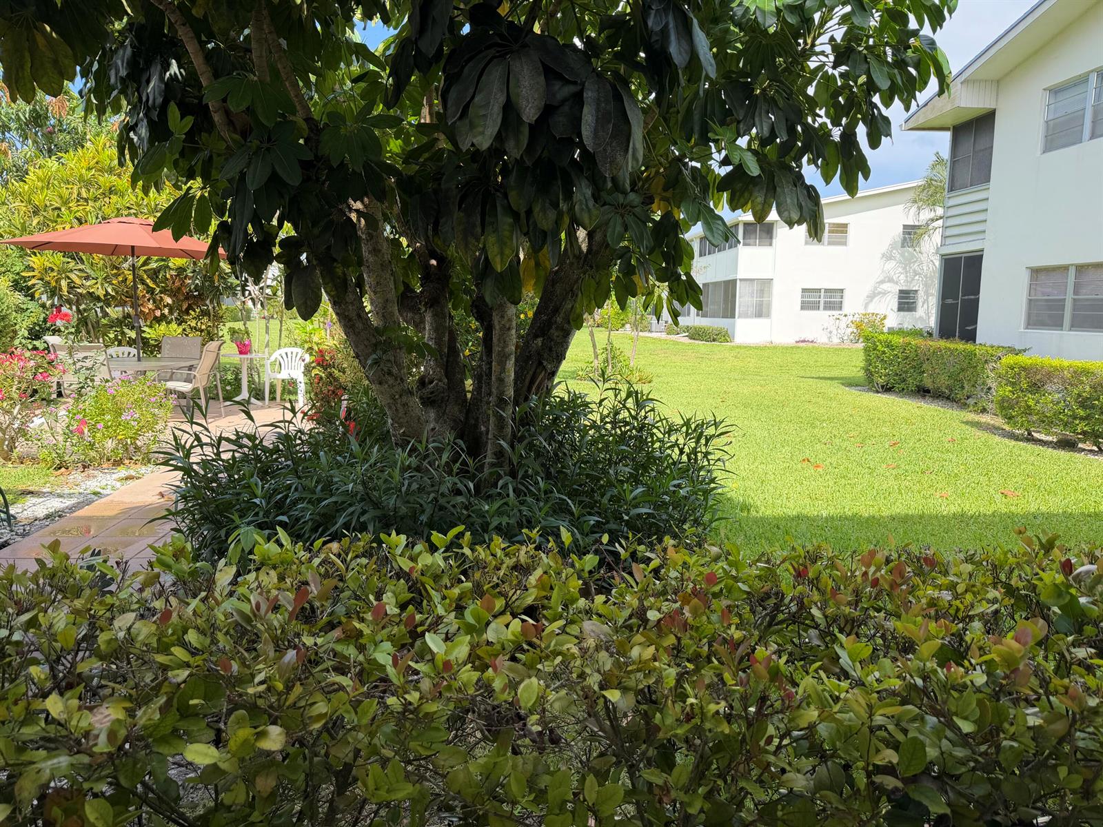 A large tree stands in a grassy courtyard next to a white multi-story apartment building — 162 Windsor H, West Palm Beach FL 33417, WEST PALM BEACH, FL