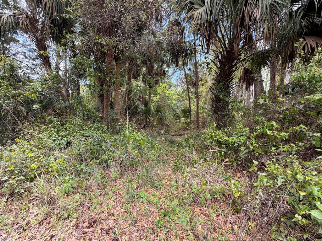 COUNTY ROAD 445A, ASTOR, FL — photo 4 of 8