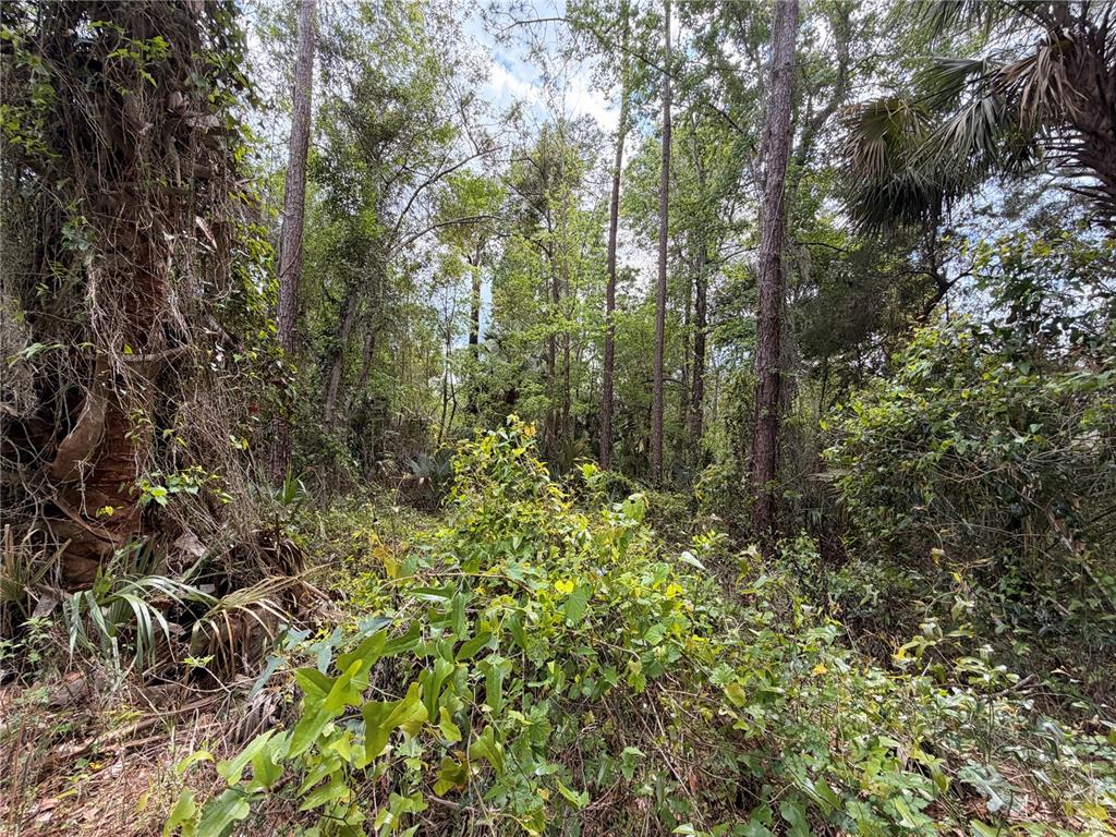 COUNTY ROAD 445A, ASTOR, FL — photo 5 of 8