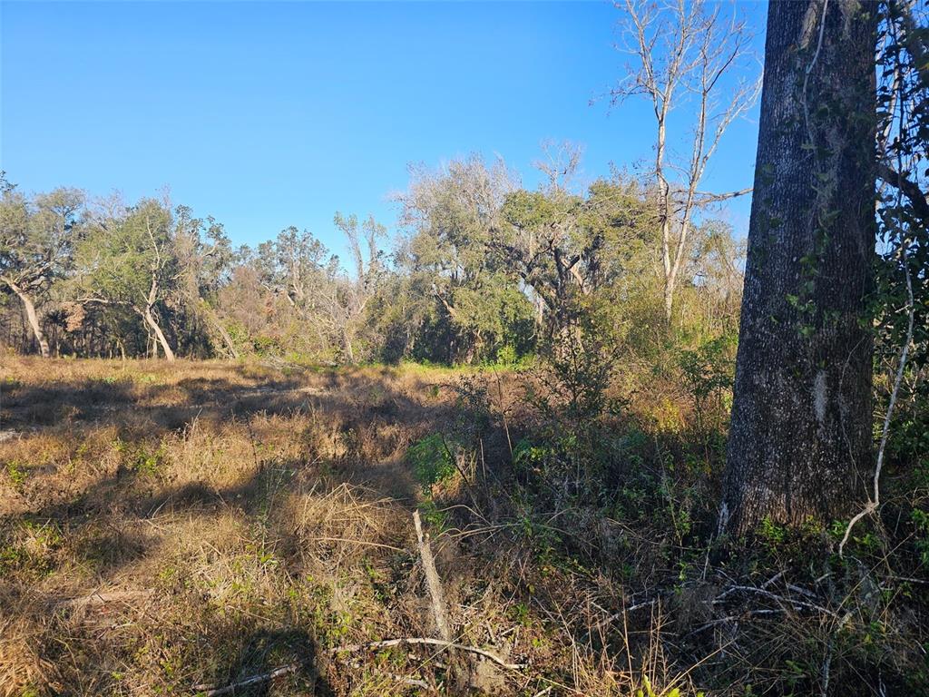 A large tree stands in the foreground of a grassy, undeveloped lot with wooded surroundings — 359 SAVANNAH OAKS DRIVE, BROOKSVILLE, FL
