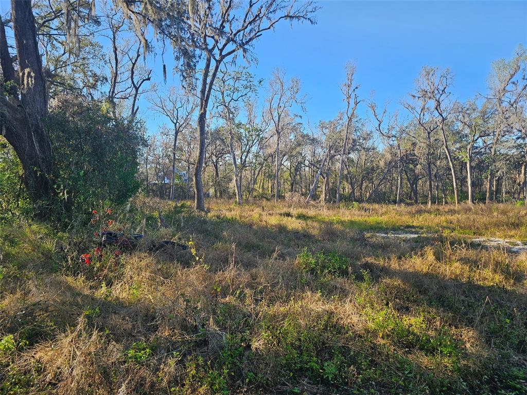 A grassy, sunlit lot features scattered trees draped in Spanish moss under a clear sky — 359 SAVANNAH OAKS DRIVE, BROOKSVILLE, FL