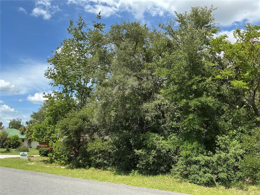 A dense cluster of trees and shrubs sits beside a paved road — MARION OAKS DRIVE, OCALA, FL