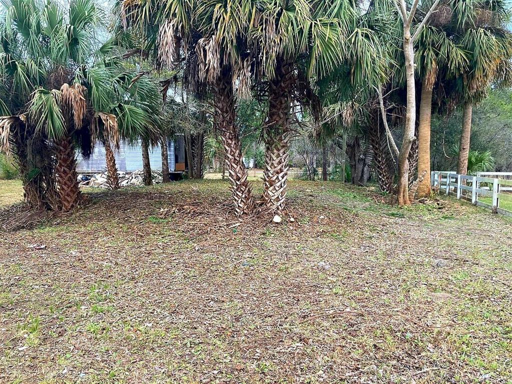 A grassy lot features several palm trees and a partial view of a structure behind — 16500 S US HIGHWAY 19, SALEM, FL