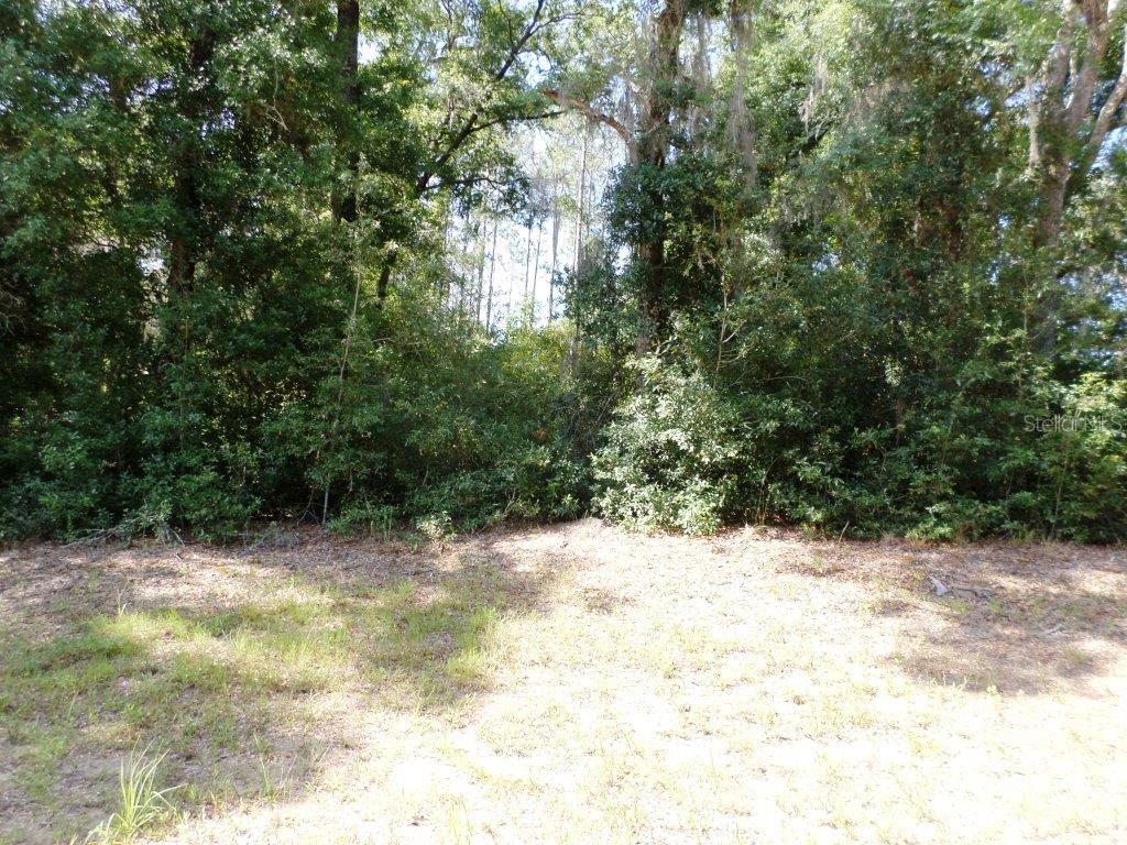 A grassy clearing sits in front of a dense line of trees and foliage — 796 W LIGHTWOOD ST, CITRUS SPRINGS, FL