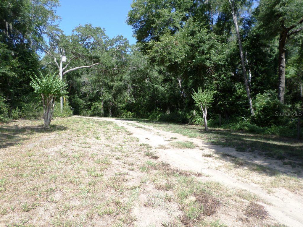 A dirt driveway leads through a wooded lot with two small trees in the foreground — 796 W LIGHTWOOD ST, CITRUS SPRINGS, FL