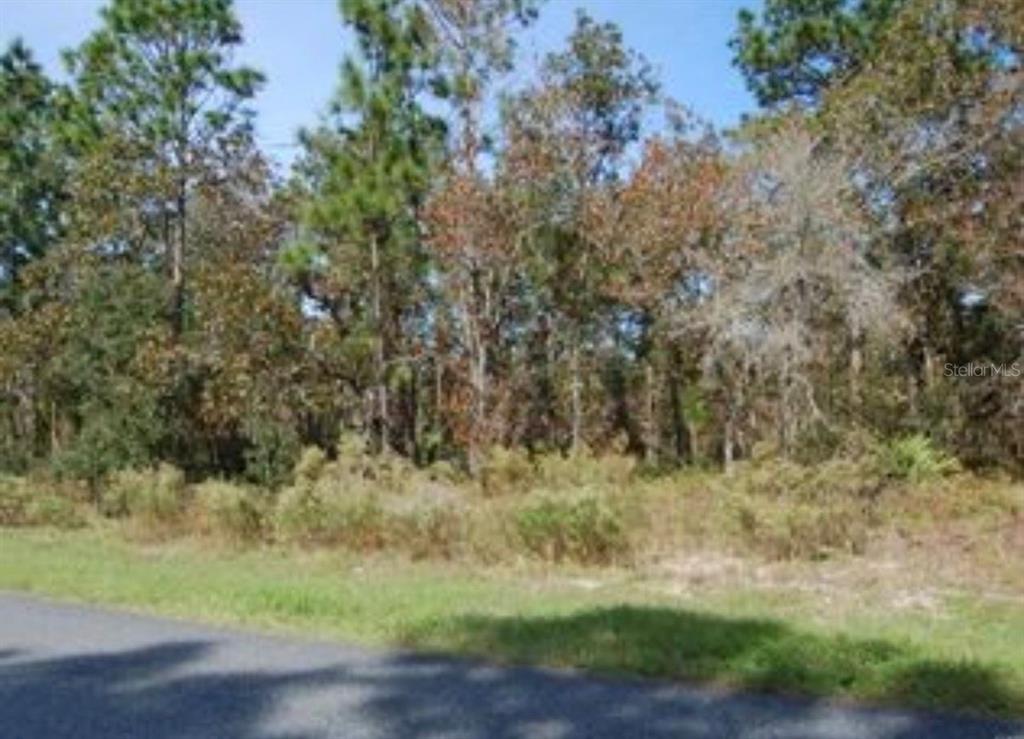 A view of a vacant, wooded lot from the edge of a paved road — 2084 W RILEY DRIVE, CITRUS SPRINGS, FL