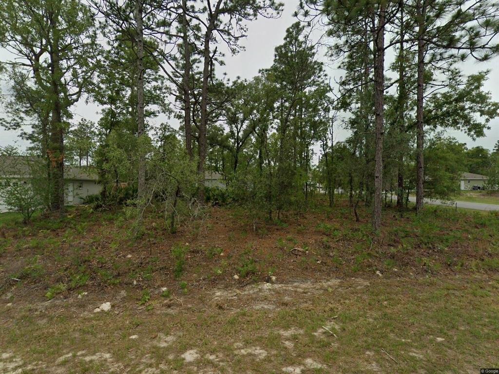 A wooded, undeveloped residential lot with pine trees and sandy ground — 2084 W RILEY DRIVE, CITRUS SPRINGS, FL