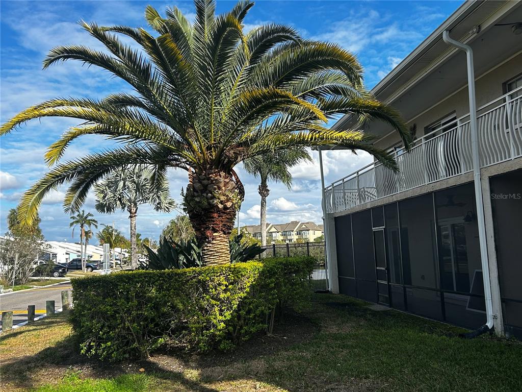 A large palm tree stands next to a building with a screened-in patio and balcony — 8802 BAY POINTE DRIVE UNIT 102, TAMPA, FL