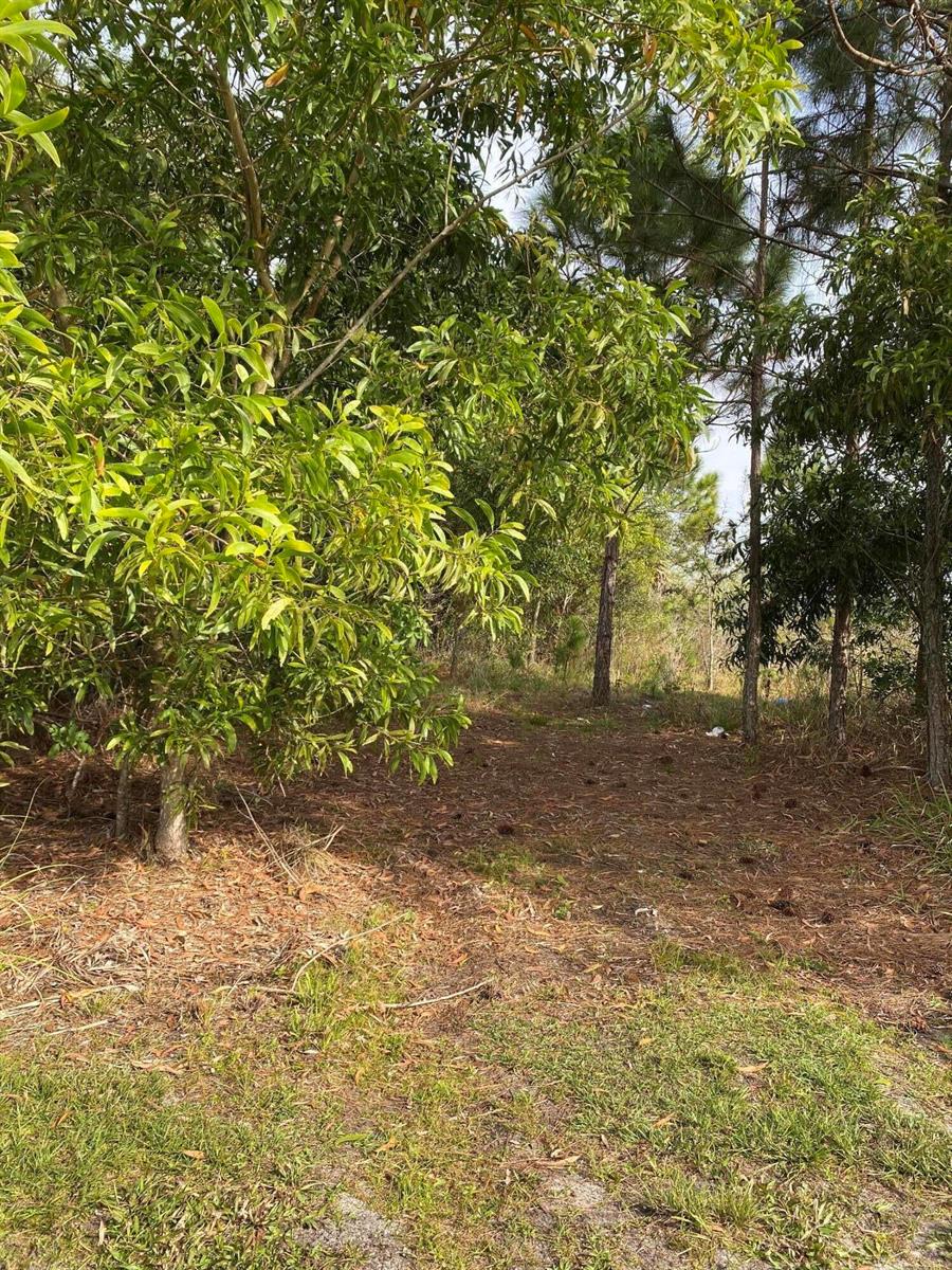 A dirt path leads into a wooded area with dense green trees and pine trees — 17755 Fox Trail Lane, Loxahatchee FL 33470, LOXAHATCHEE, FL