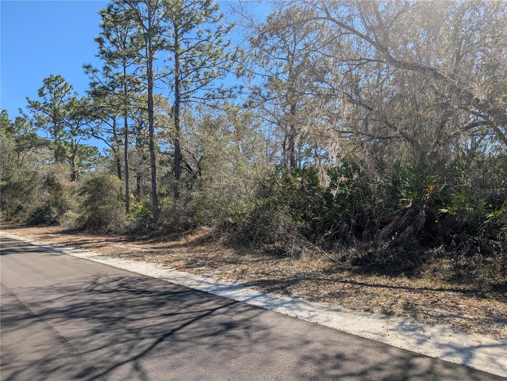 A paved road runs alongside a wooded lot with tall pine trees and dense vegetation — 1211 PINNATA DRIVE, INDIAN LAKE ESTATES, FL