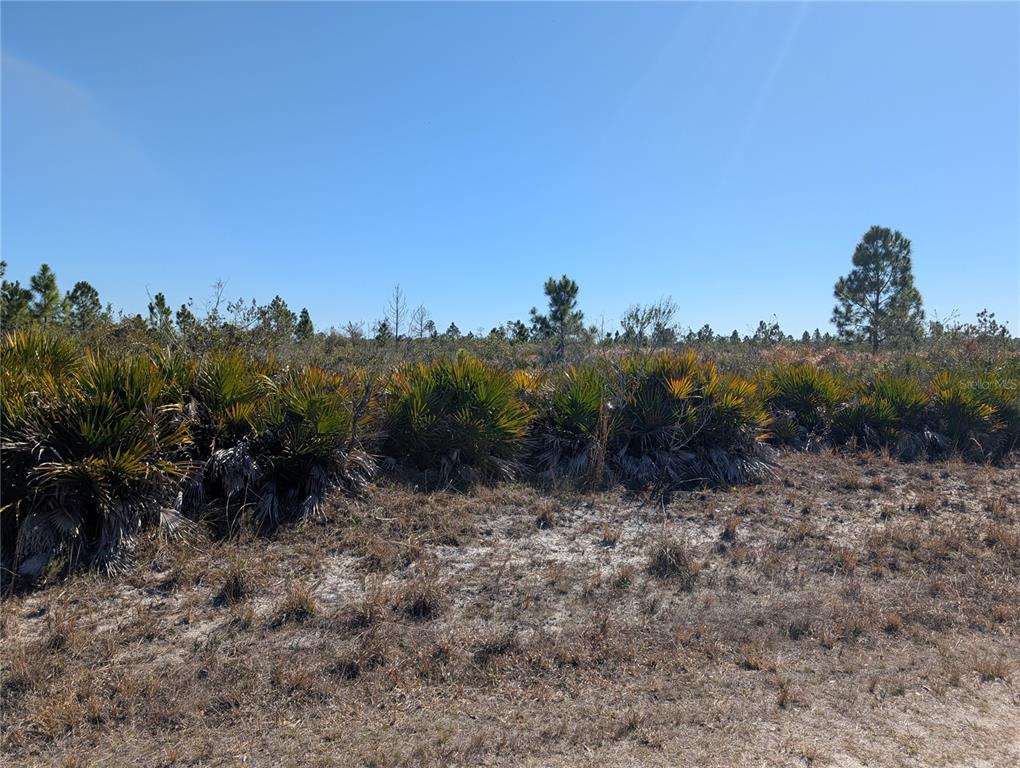 A view of a vacant, sandy lot covered in palmetto bushes and scattered pine trees — 1211 PINNATA DRIVE, INDIAN LAKE ESTATES, FL