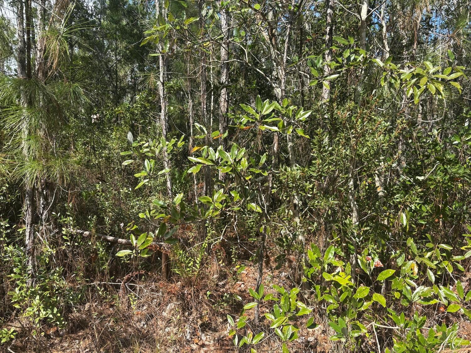 A dense, wooded area featuring pine trees and various shrubs under a bright sky — 0 Holopaw Groves Road, FL 34772, FL