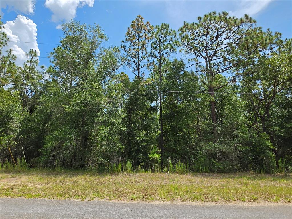 A paved road runs in front of a wooded lot with tall pine trees — 8425 N FORESOME WAY, DUNNELLON, FL