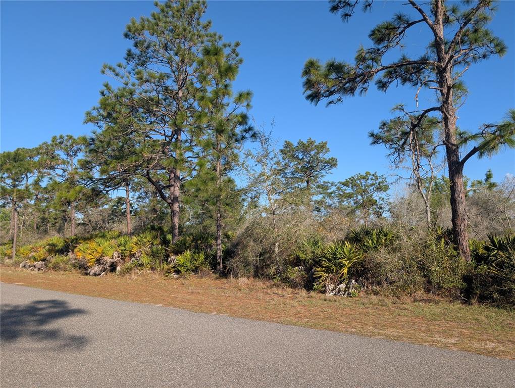 A paved road runs alongside a wooded lot featuring pine trees and palmetto bushes — 207 VALENCIA DRIVE, INDIAN LAKE ESTATES, FL