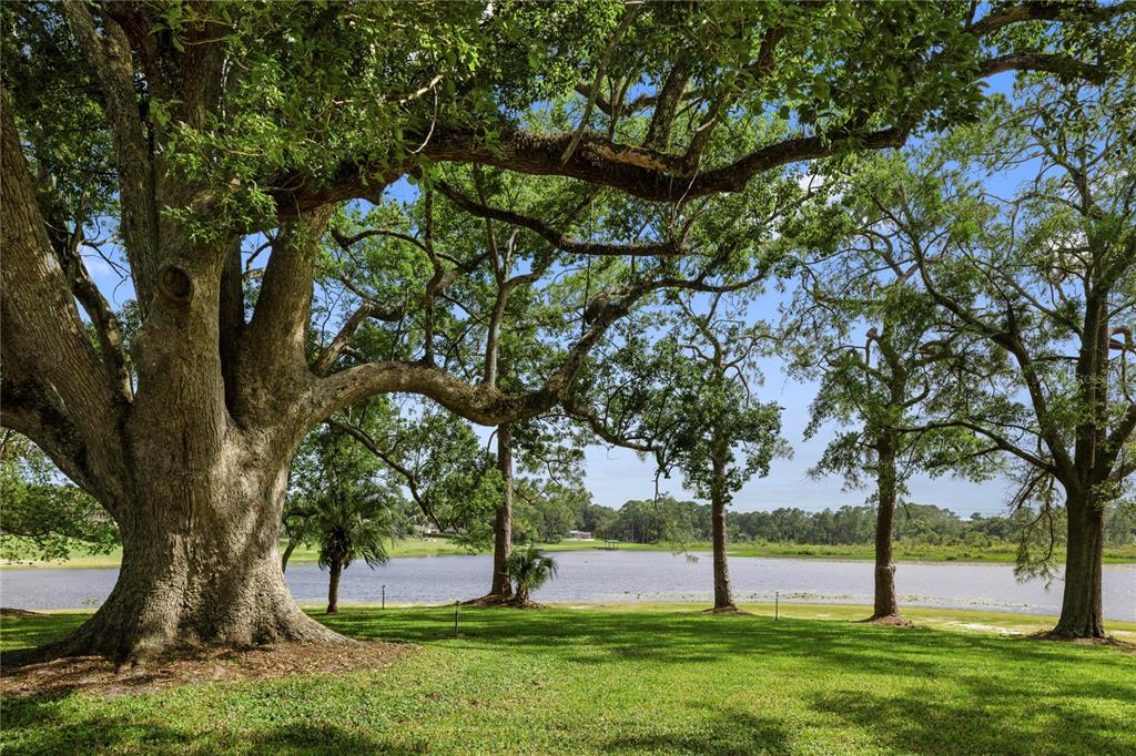 A large, mature oak tree stands on a grassy lawn overlooking a calm lake — 2636 REAGAN TRAIL, LAKE MARY, FL