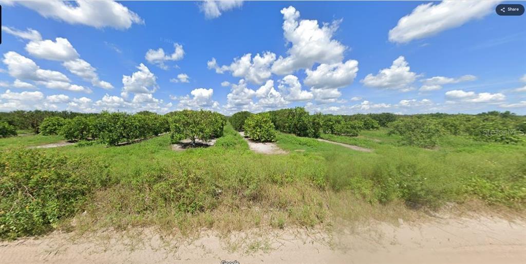 A wide-angle view of a citrus grove with rows of trees under a cloudy sky — HOLOPAW GROVES ROAD, ST CLOUD, FL
