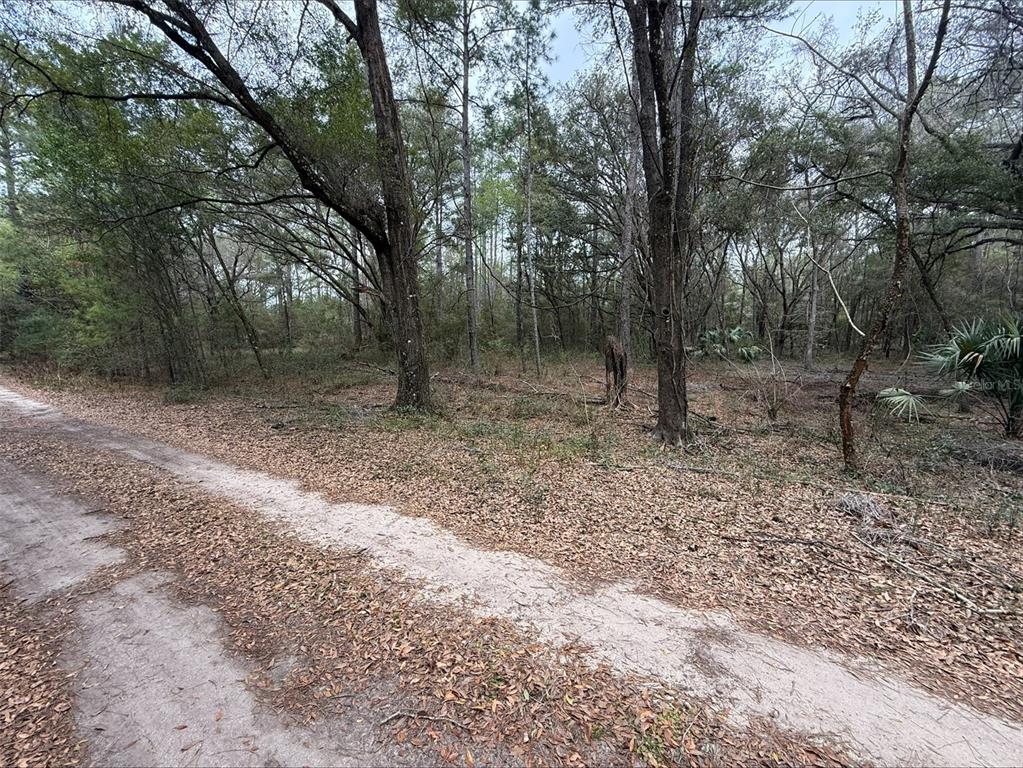 A dirt path runs alongside a wooded area with tall trees and fallen leaves — 00 SW 9TH PLACE, OCALA, FL