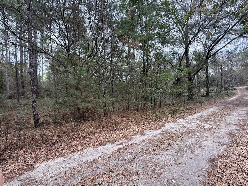 A dirt road runs alongside a wooded lot with dense trees and underbrush — 00 SW 9TH PLACE, OCALA, FL