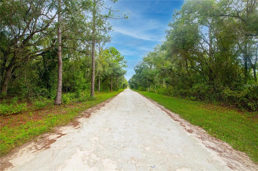 A long, straight dirt road stretches through a dense, green wooded area under a blue sky — 7431 BITTERNUT AVENUE, WEBSTER, FL