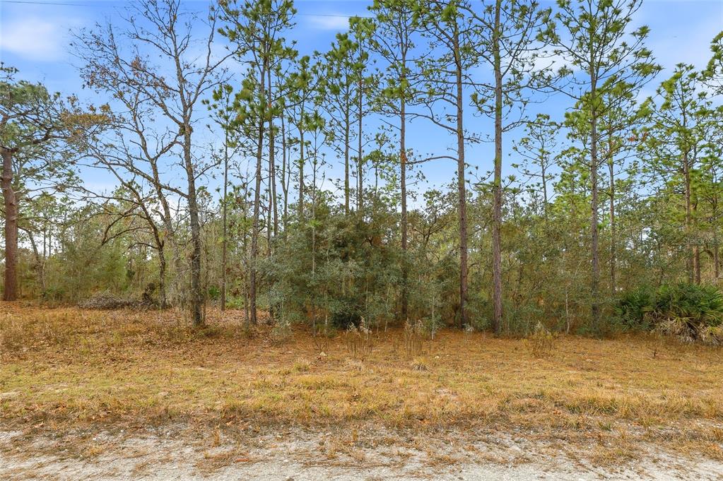 A wooded lot with tall pine trees and dry grass viewed from a dirt road — CAYMAN ROAD, WEEKI WACHEE, FL