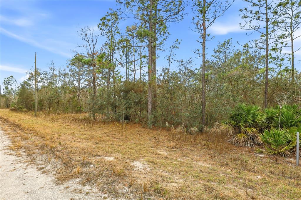 A dirt road runs alongside a wooded lot with pine trees and palmetto bushes — CAYMAN ROAD, WEEKI WACHEE, FL
