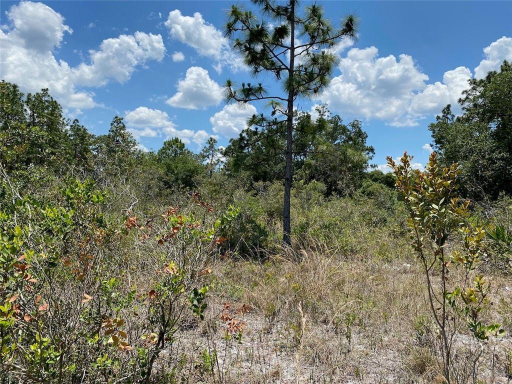 A view of a wooded lot with sandy ground, low shrubs, and a tall pine tree — Lot 24 Indian Lake Drive, FL 33855, FL