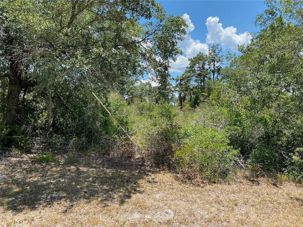 A view of a wooded, undeveloped lot with dense trees and brush under a blue sky — Lot 24 Indian Lake Drive, FL 33855, FL