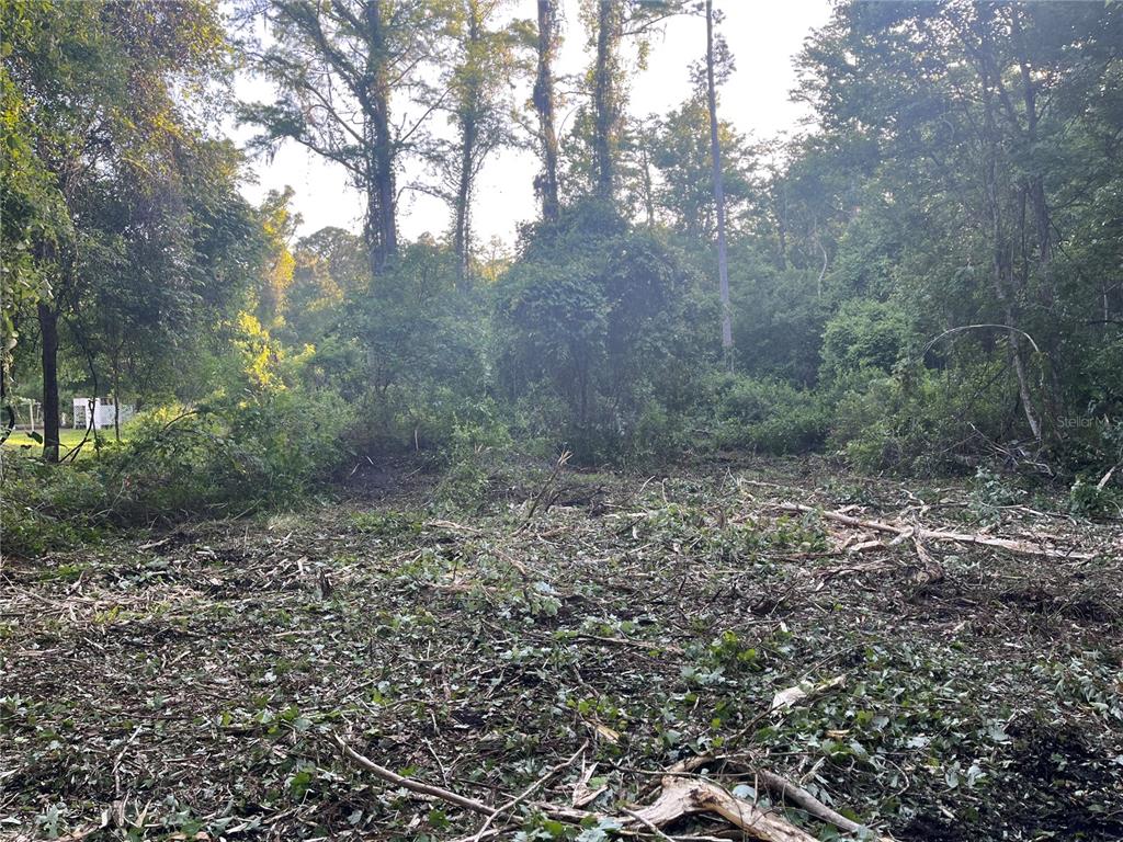 A partially cleared wooded lot with scattered brush and tall trees in the background — 10117 ORLAND STREET, NEW PORT RICHEY, FL