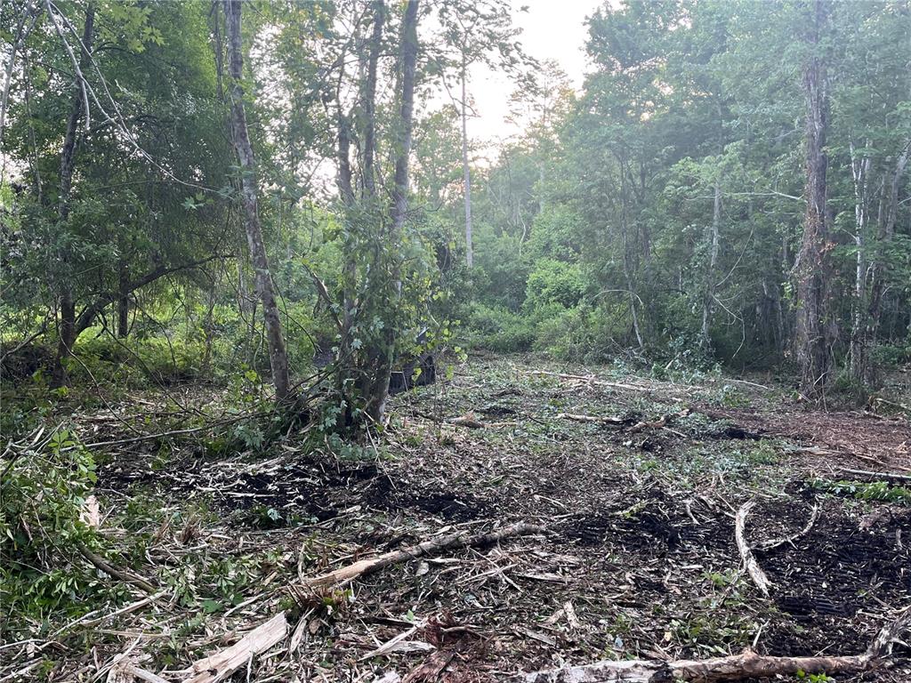 A wooded lot features a cleared area with scattered brush and debris on the ground — 10117 ORLAND STREET, NEW PORT RICHEY, FL