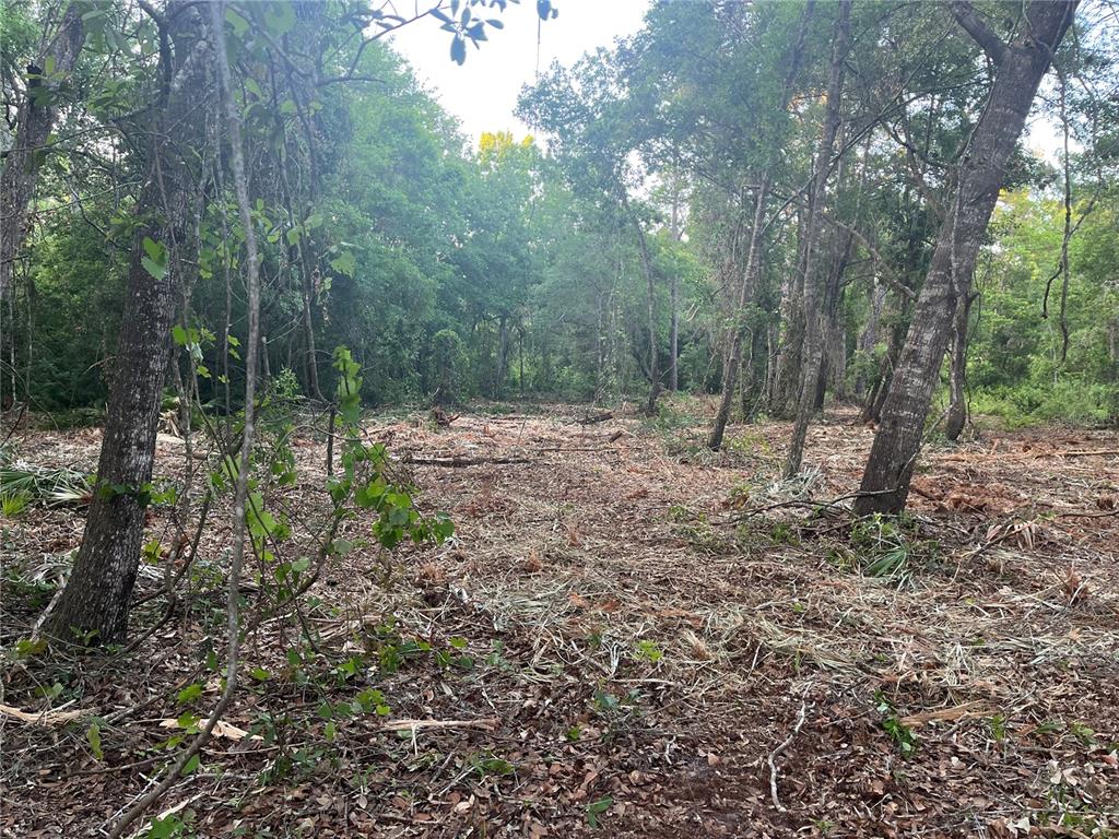 A partially cleared wooded lot features scattered debris and mature trees under a bright sky — 10117 ORLAND STREET, NEW PORT RICHEY, FL