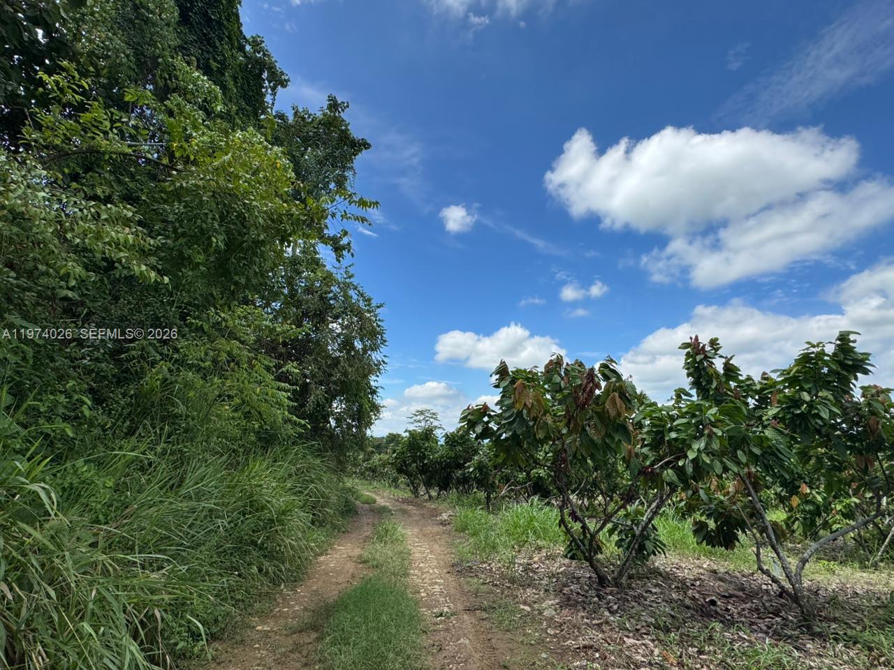 A dirt path winds through a rural landscape with dense foliage and small fruit trees — KM 40 VIA NARANJAL-GUAYAS, EC, EC
