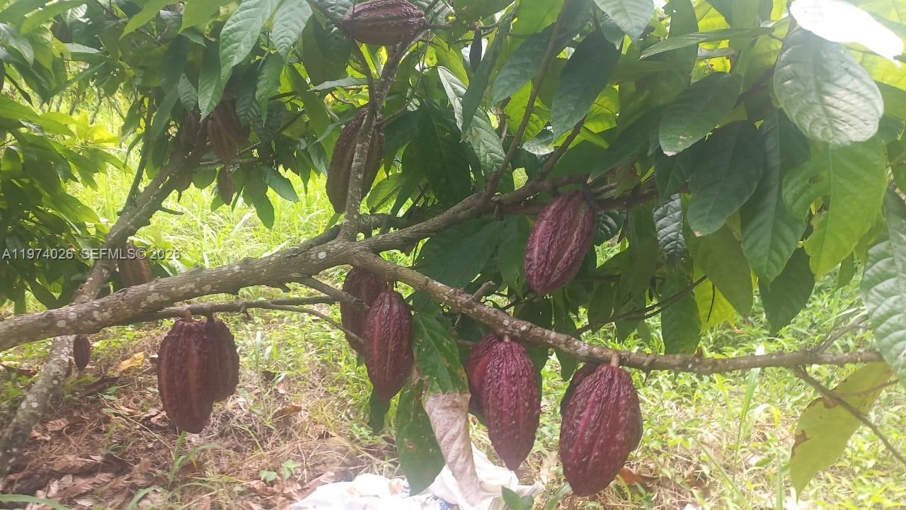 A cacao tree with several dark purple pods hanging from its branches in a field — KM 40 VIA NARANJAL-GUAYAS, EC, EC