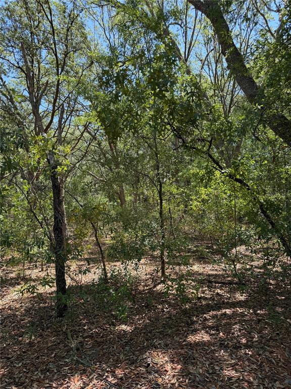 A wooded lot with dense trees and a ground covered in fallen leaves — TBD NE 107TH COURT, BRONSON, FL