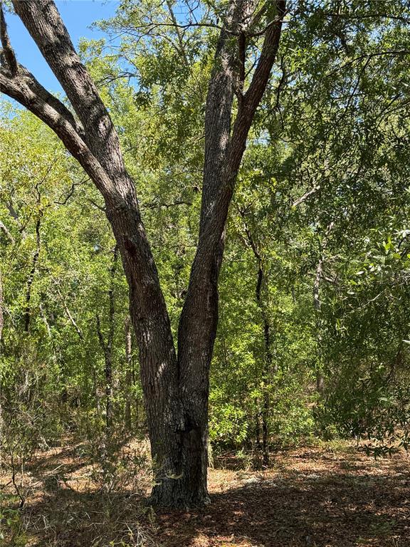 A large, mature tree with a split trunk stands in a wooded area — TBD NE 107TH COURT, BRONSON, FL