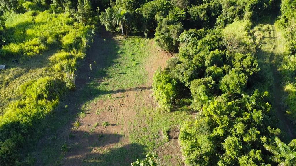 An aerial view shows a cleared rectangular plot of land surrounded by dense green trees — Bo. Carruzo SECTOR LAS FLORES, CAROLINA, PR