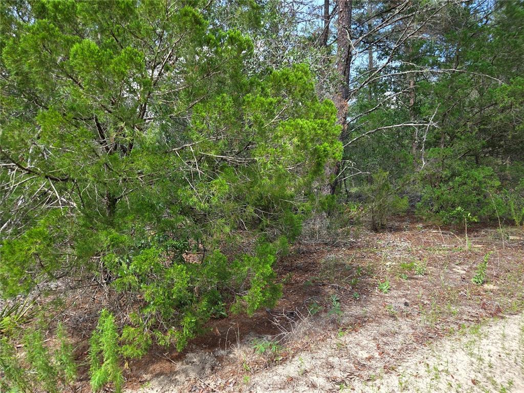 A view of a sandy lot with dense green trees and shrubs — 0000 NE 95TH STREET, ARCHER, FL