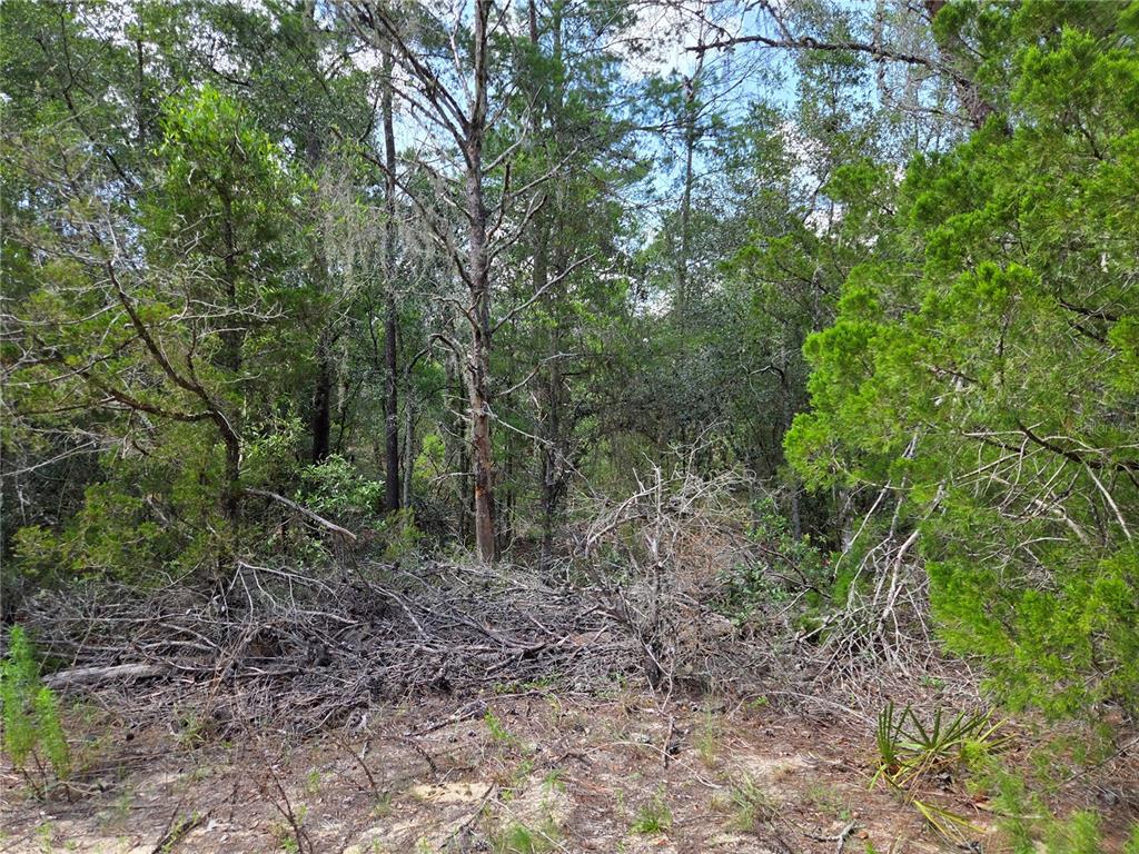A view of a densely wooded lot with scattered fallen branches and pine trees — 0000 NE 95TH STREET, ARCHER, FL