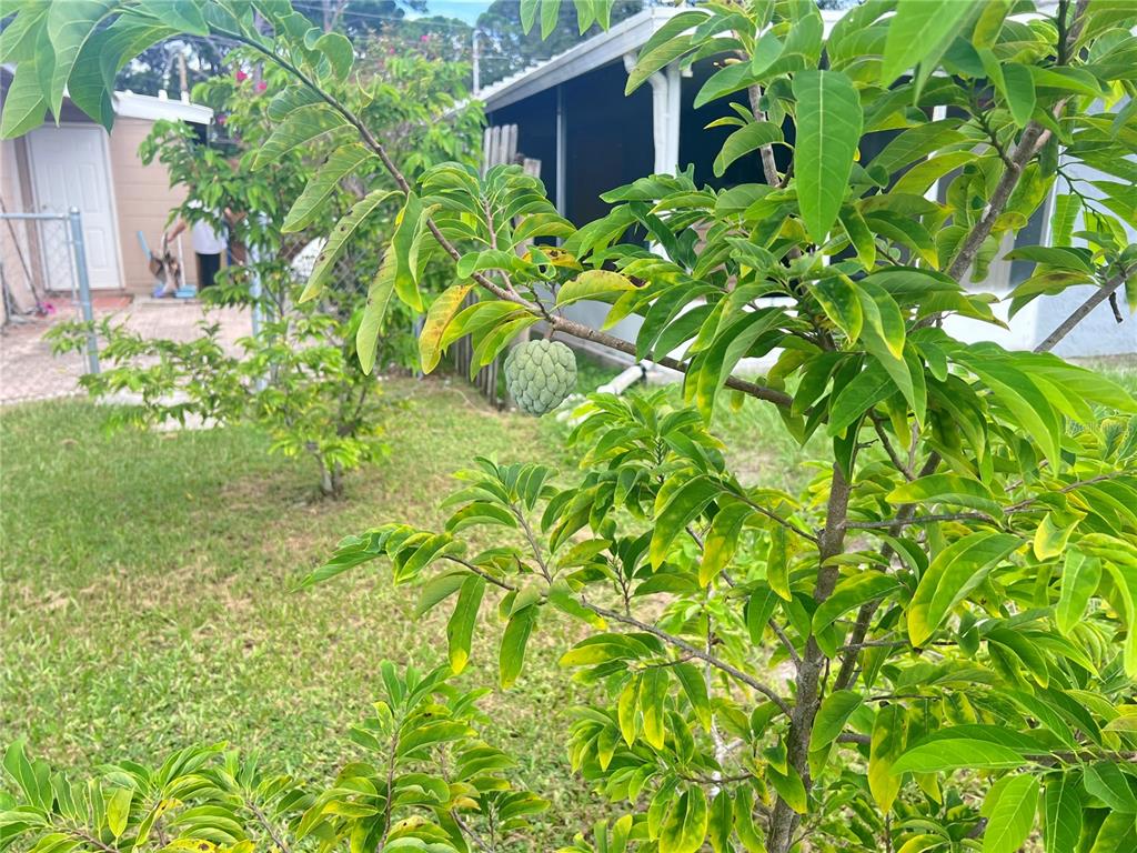 A small sugar apple tree with a single fruit grows in a residential backyard — 3612 71ST STREET N, ST PETERSBURG, FL