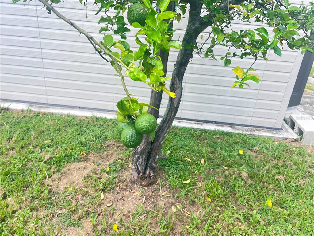 A small citrus tree with green fruit grows in a yard beside a house — 3612 71ST STREET N, ST PETERSBURG, FL