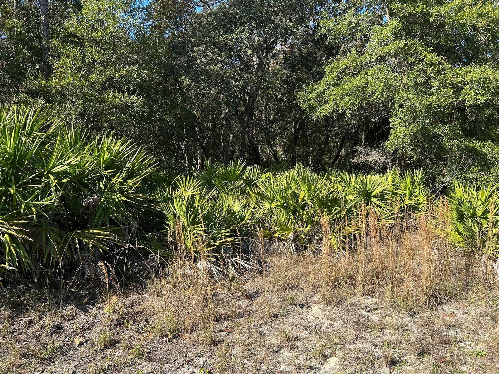 A wooded lot features dense green palmetto bushes and tall, dry grasses in the foreground — 632 N Dunkenfield Avenue, FL 34429, FL