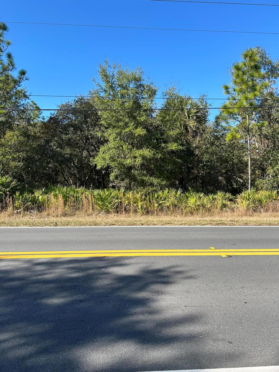 A paved road runs in front of a wooded lot with dense trees and palmettos — 632 N Dunkenfield Avenue, FL 34429, FL